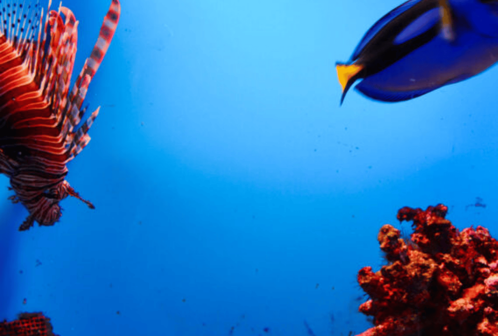 Untitled design - 2026-01-12T183455