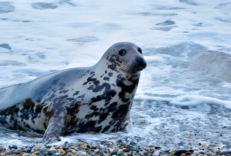 Untitled design (51)