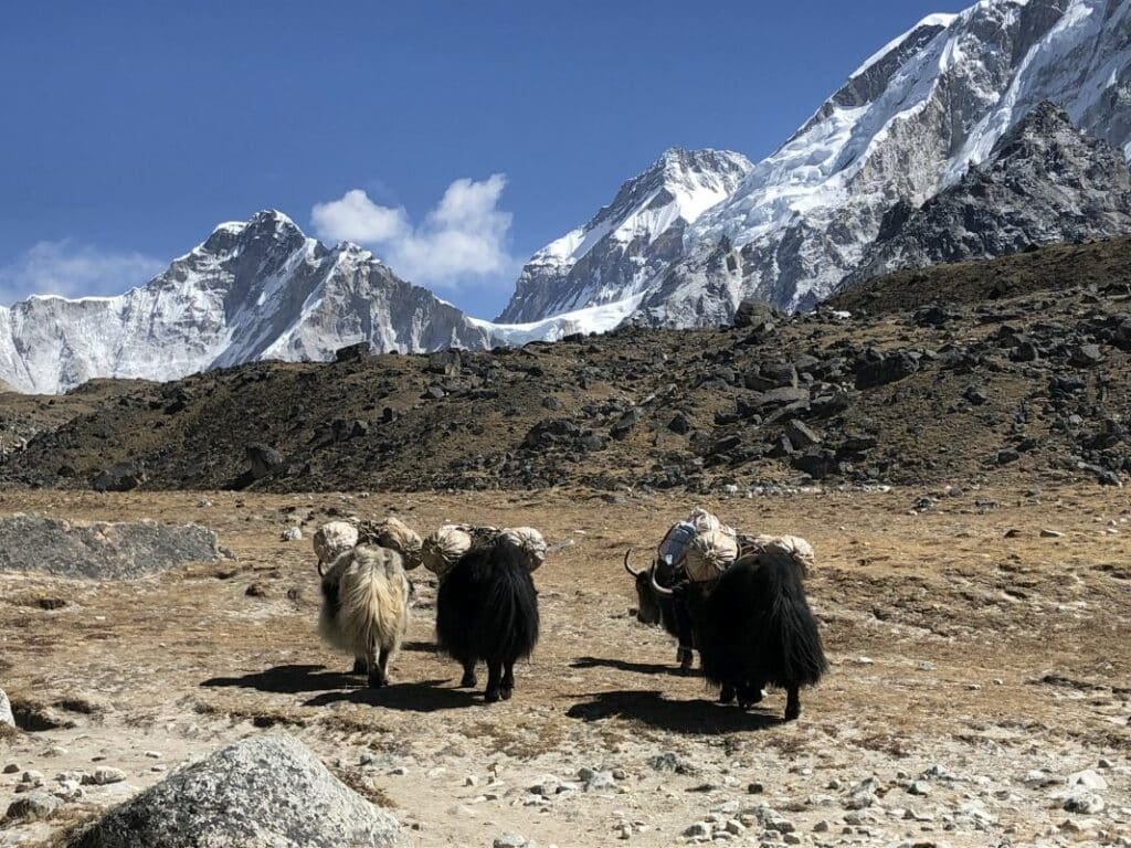 Everest Base Camp Trek – Complete 14 Days Trekking Guide for Beginners.