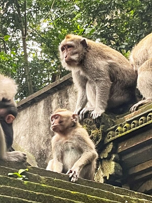 10 incredible places to see in Bali Island - Ubud Monkey Forest.