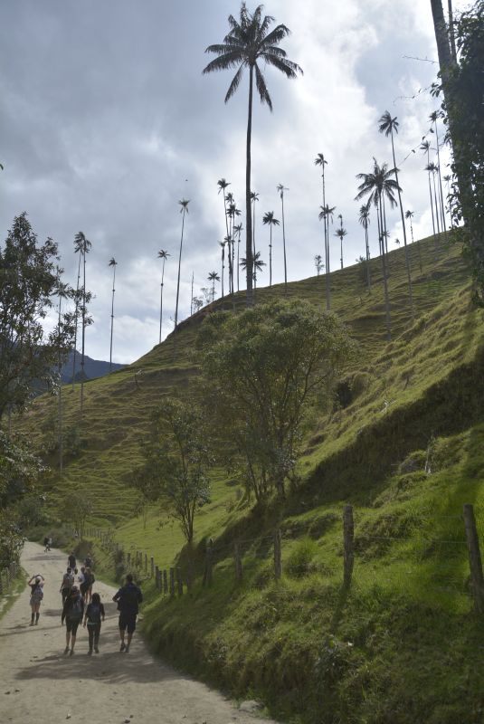 Cocora Valley - the best hikes in Colombia