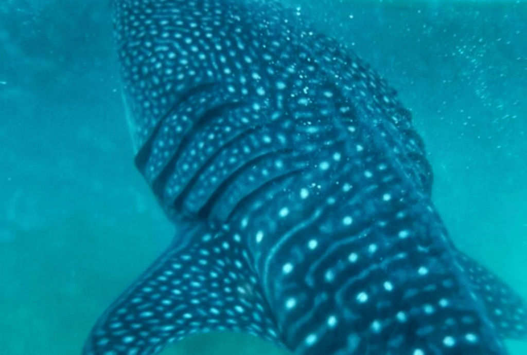 swimming with Whale Sharks in Cebu
