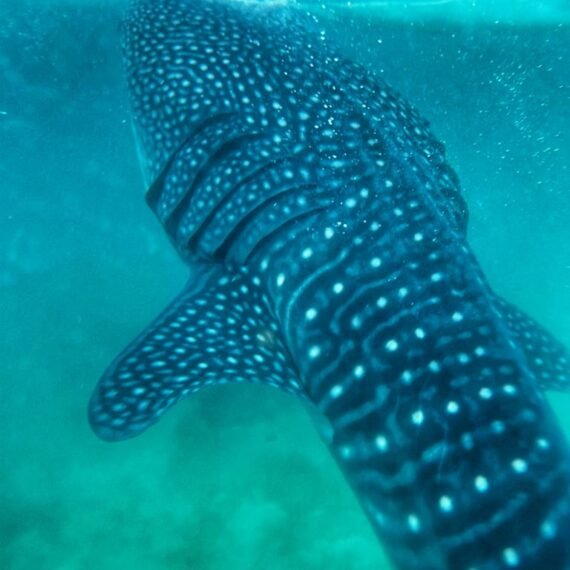 swimming with whale sharks in Cebu.