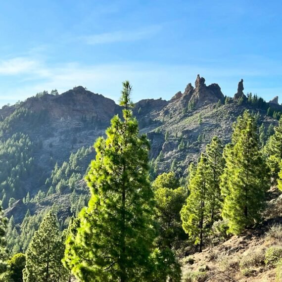 Hiking Pico de las Nieves the highest peak of Gran Canaria.