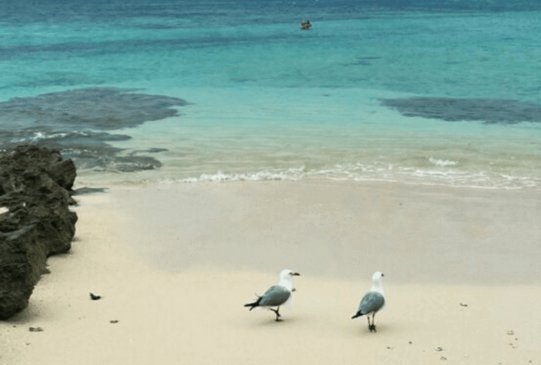 Untitled design - 2026-01-12T142020