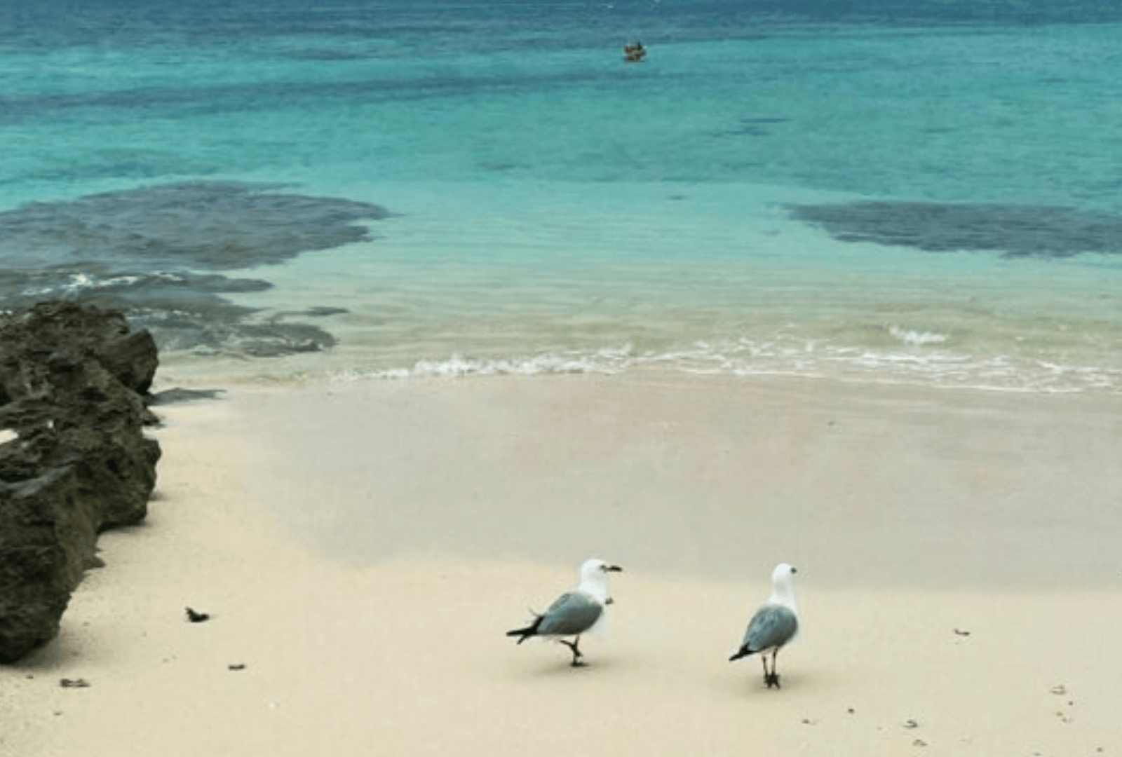 Untitled design - 2026-01-12T142020