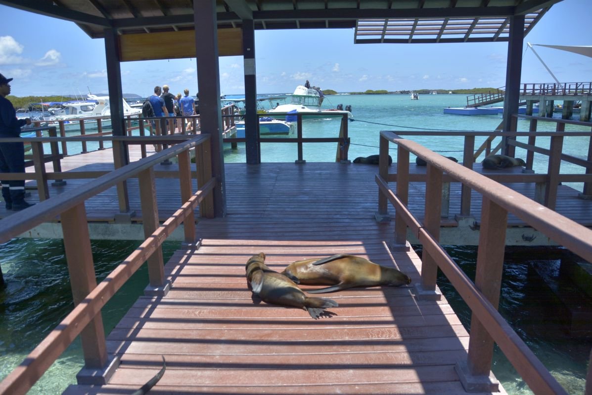Best snorkeling spots in Isabela Island in Galapagos.