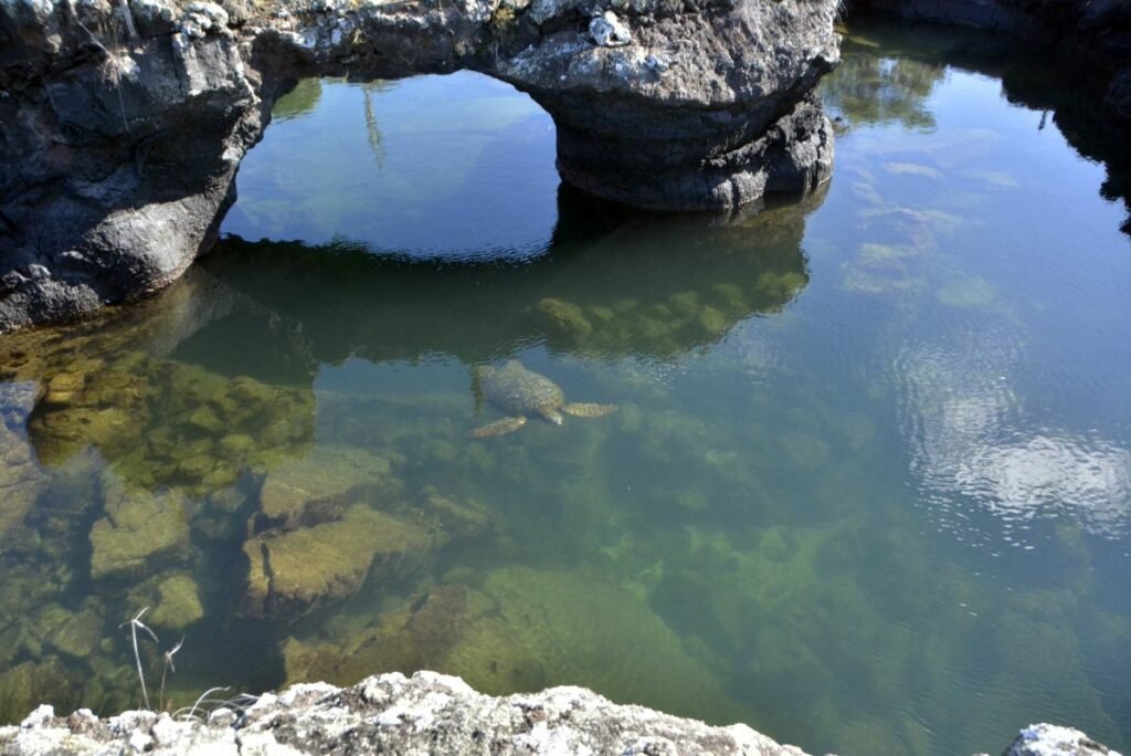 Snorkeling in Isla Isabela in the caves of Los Tuneles.
