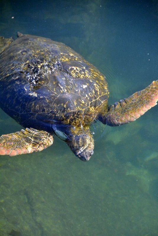 Snorkeling in Isla Isabela in the caves of Los Tuneles.