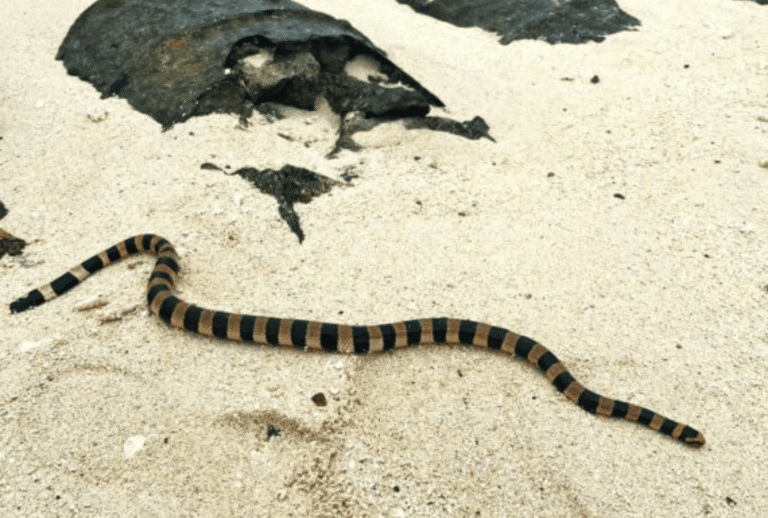 Untitled design - 2026-01-12T141321