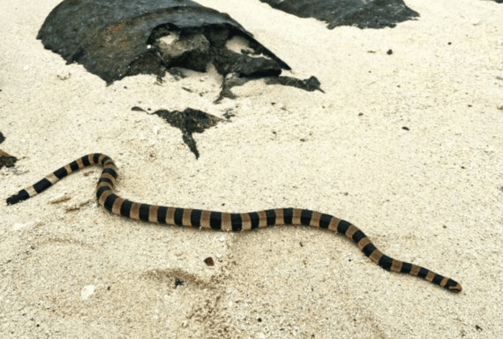 Untitled design - 2026-01-12T141321