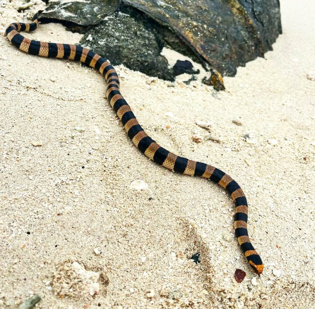 Escape to tropical paradise of New Caledonia – What to do in Amedee Island, the snake island.