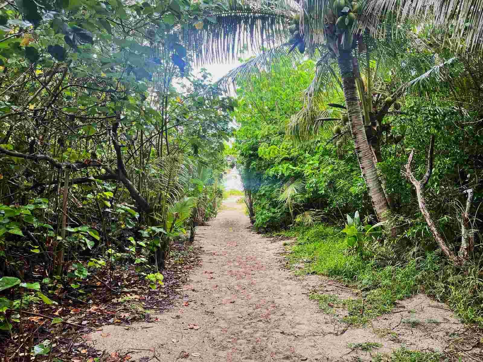 Escape to tropical paradise of New Caledonia – What to do in Amedee Island, the snake island.