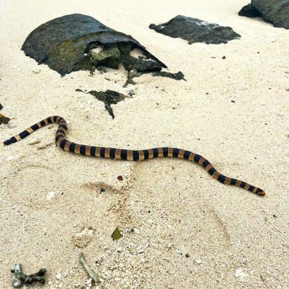 Escape to tropical paradise of New Caledonia – What to do in Amedee Island, the snake island.