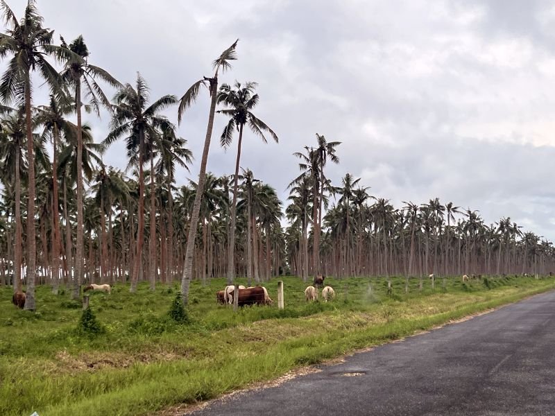 Port Vila - Magnificent things to do in Port Vila the capital of Vanuatu.