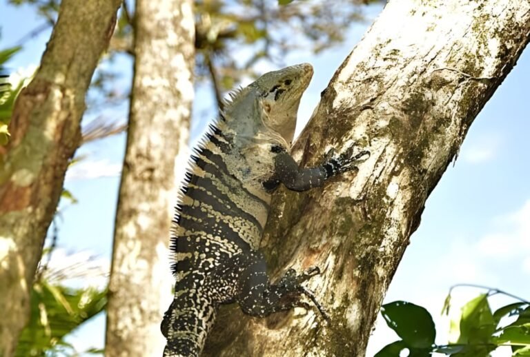 Top adventurous itinerary for Costa Rica for 10 days.