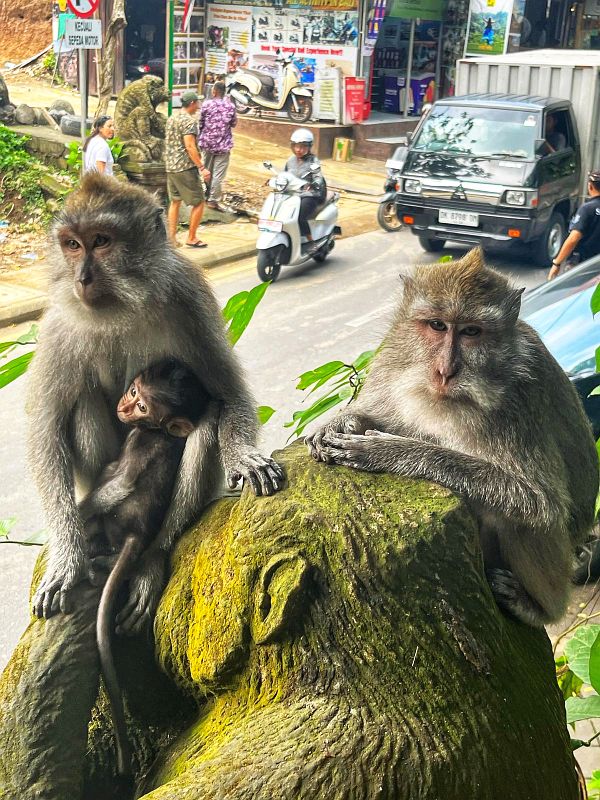 Monkey Forest - things to do in Ubud