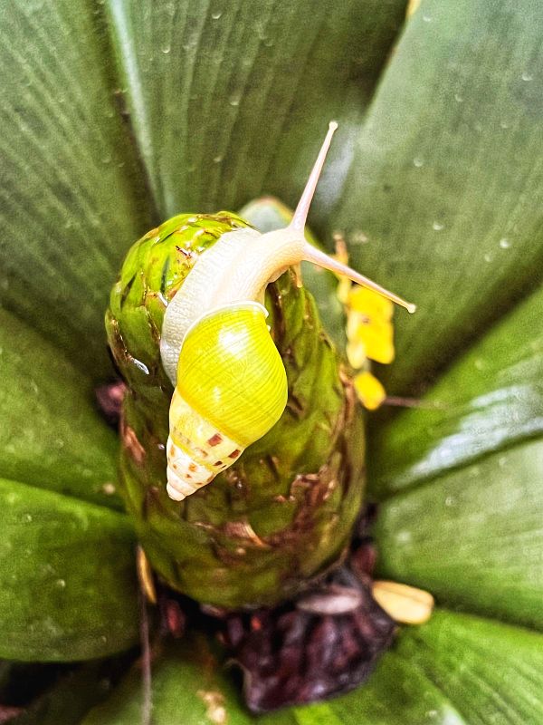 Coffee plantations - things to do in Ubud