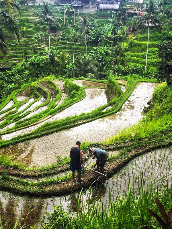 Hiking rice terraces - things to do in Ubud