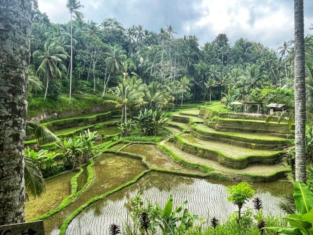 Ceking rice fields - best hikes in Bali.
