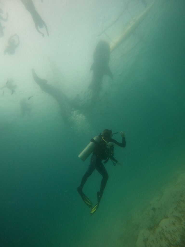 Swimming with whale sharks Oslob - 7 wonders of Philippines.
