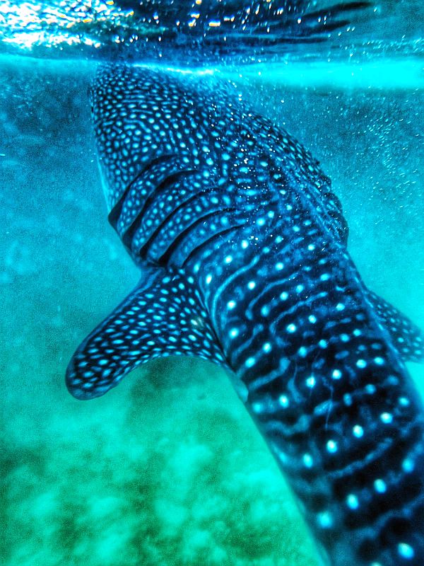 7 wonders of Philippines - swimming with whale sharks