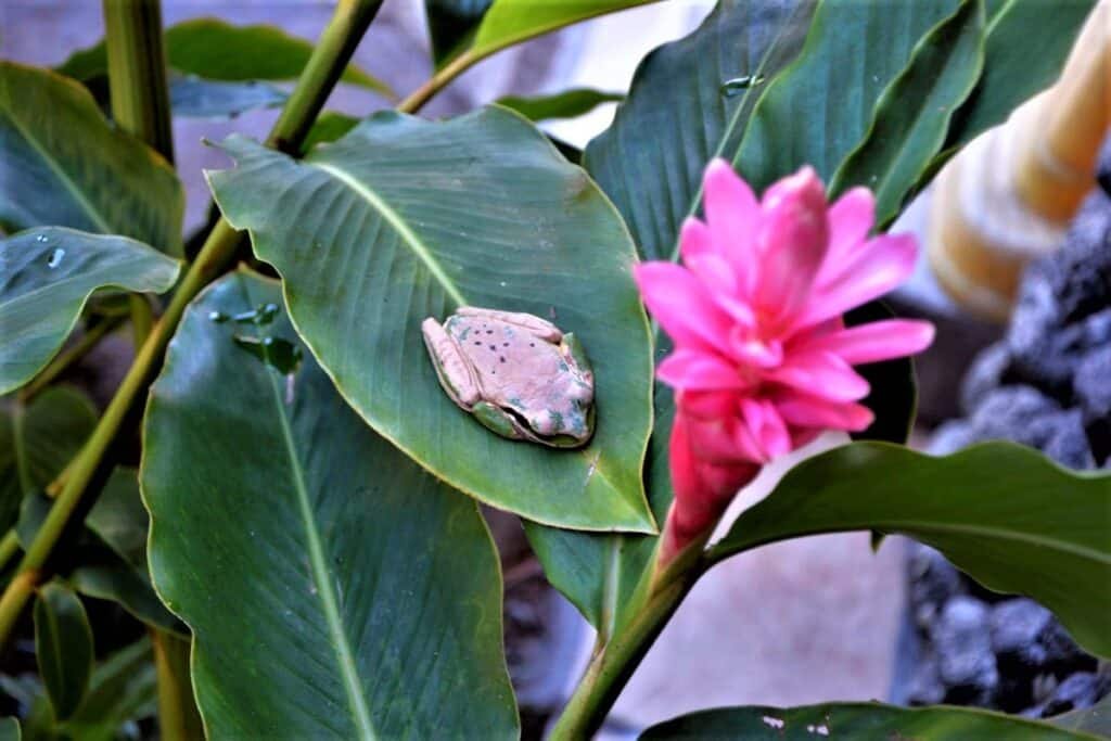 Arenal Observatory Lodge - hiking Arenal Volcano.