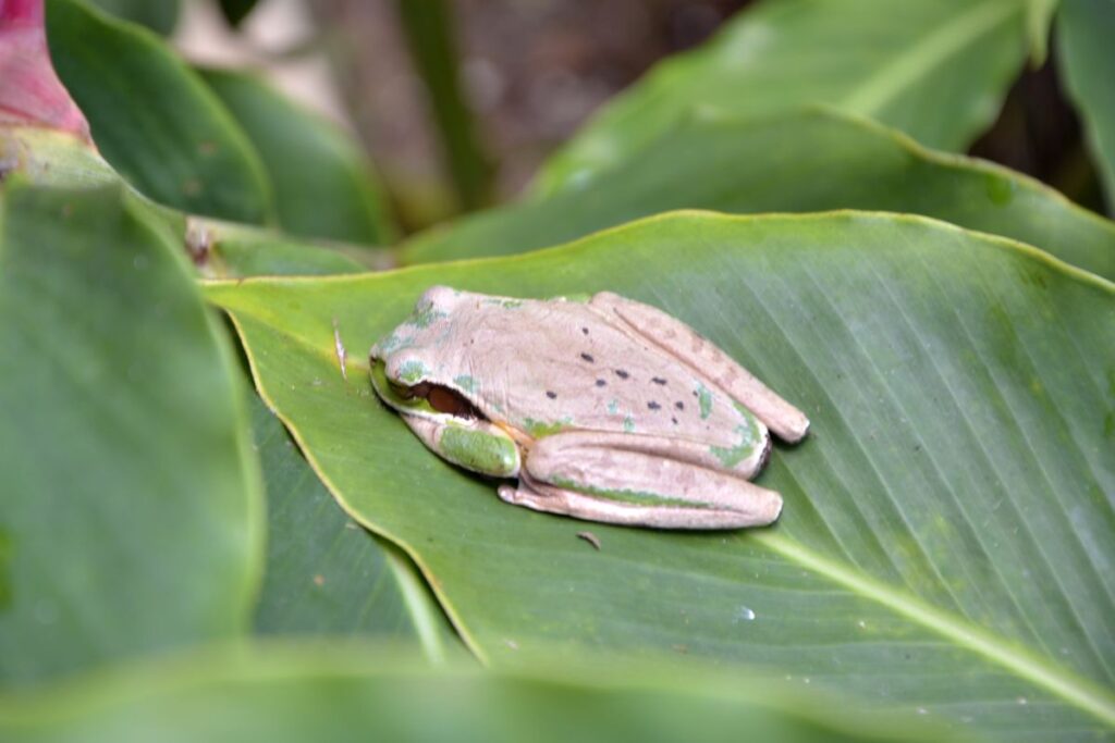Arenal Observatory Lodge