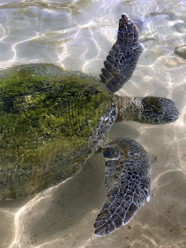 Hikkaduwa beach - swimming with giant turtles.