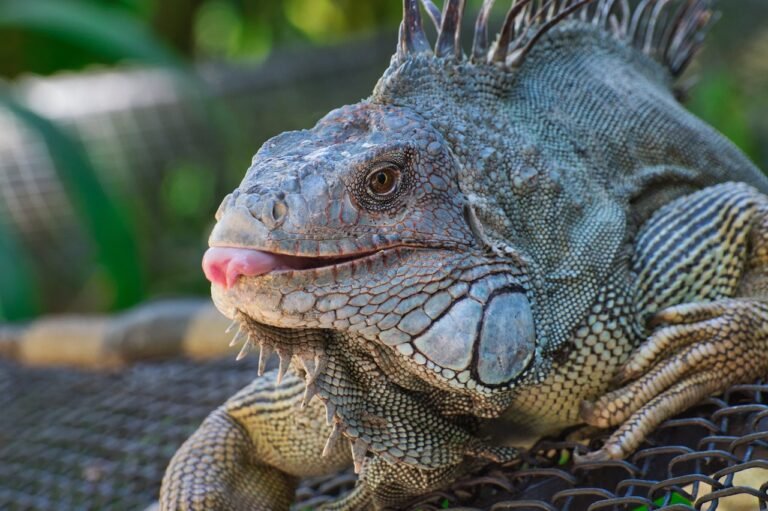 Best hikes in Costa Rica - Manuel Antonio National Park.