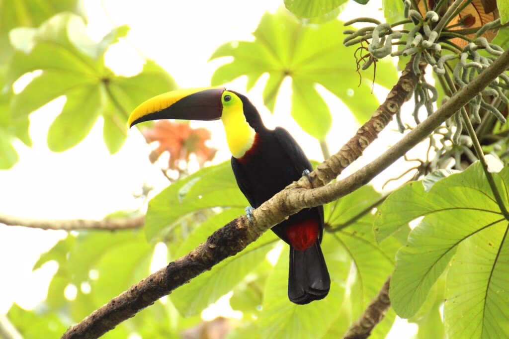 Toucan - the best things to do in Costa Rica.