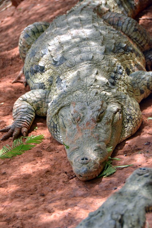 Bandia Reserve Senegal - crocodiles