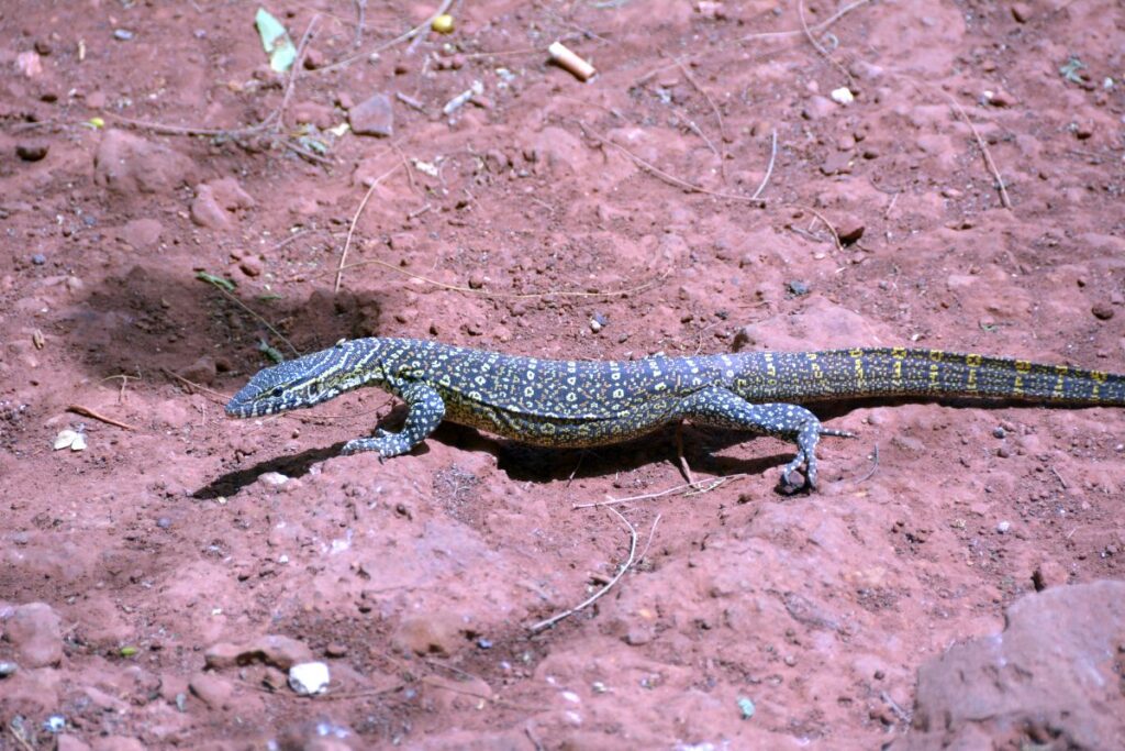Bandia Reserve Senegal Safari