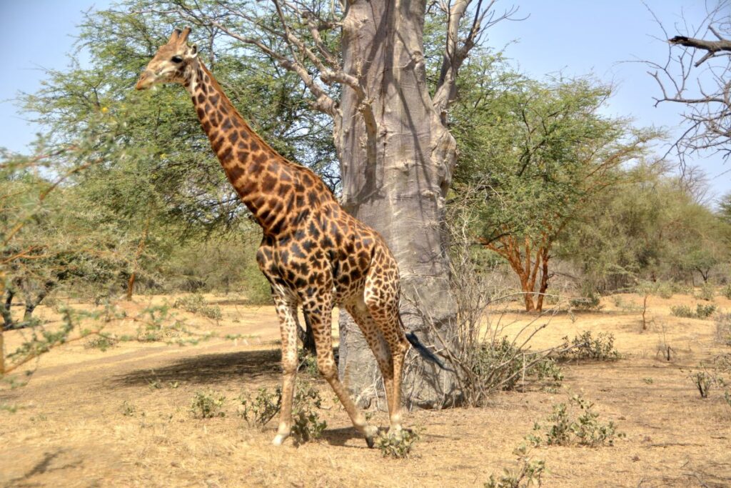 Bandia Reserve Senegal