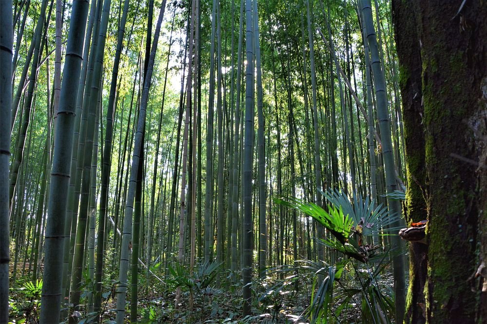 2 days Kyoto itinerary