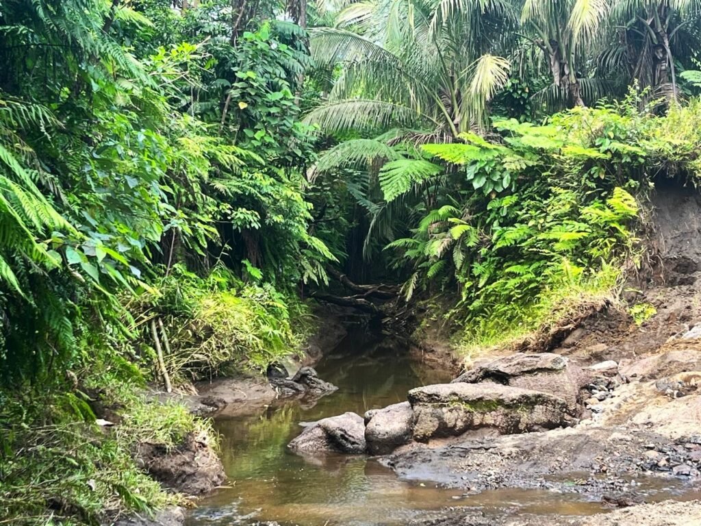 Jungle hiking - things to do in Tanna Island in Vanuatu