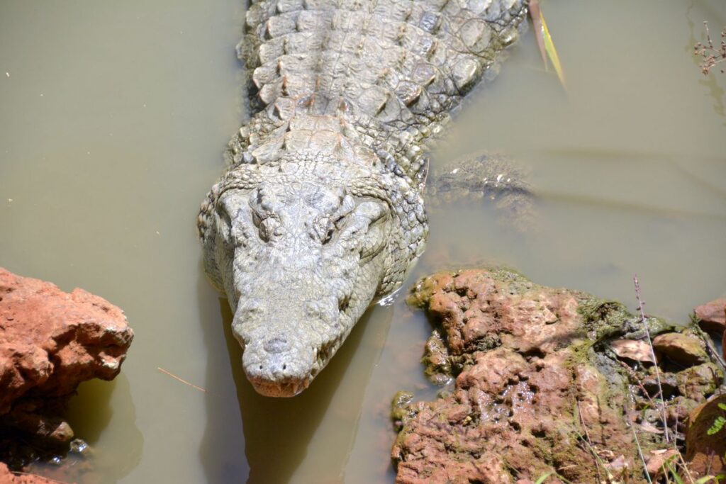 Bandia Reserve Senegal - one day trips from Dakar