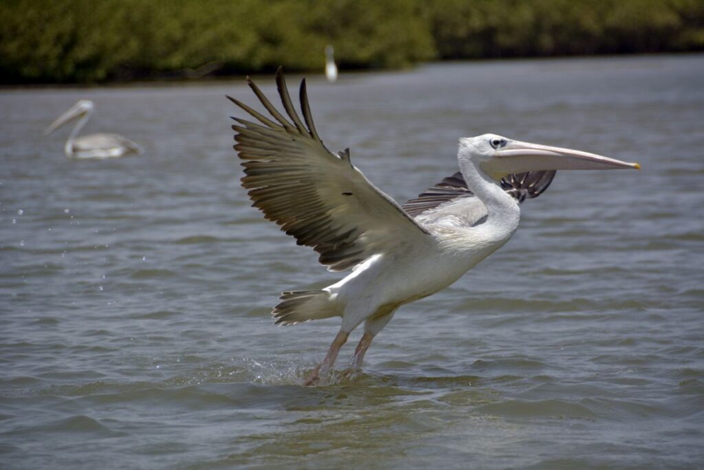 Somone Lagoon day trips from Dakar