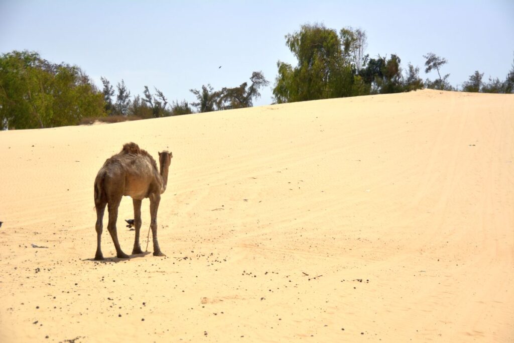 Day trips from Dakar