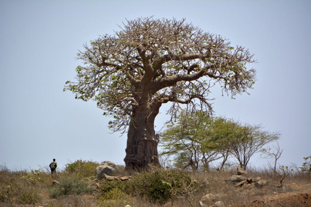 Bandia Reserve Senegal - one day trips from Dakar