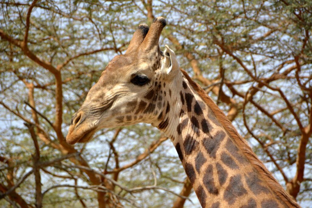 Bandia - day trips from Dakar Senegal