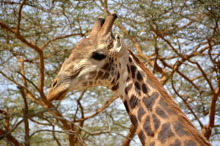 Bandia - day trips from Dakar Senegal