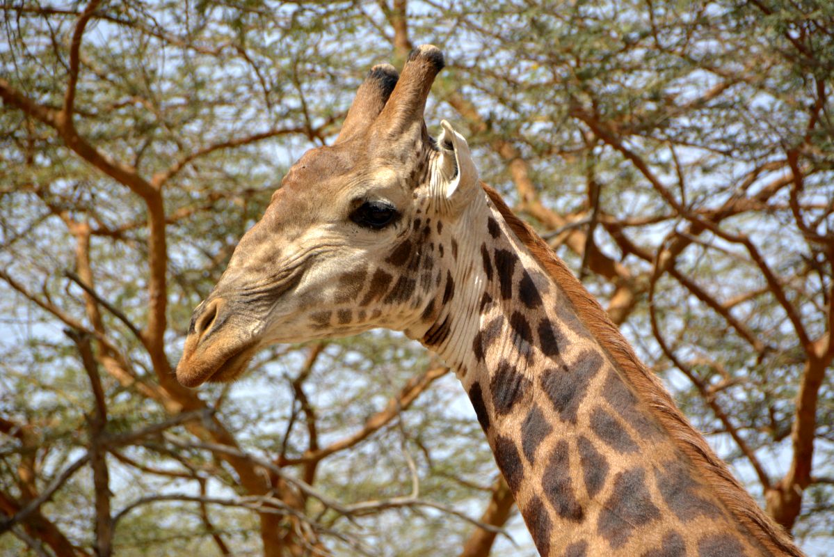 Bandia - day trips from Dakar Senegal